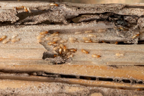 Best Wildlife Control Services  in Vermillion, SD